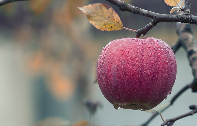 Fresh Apple